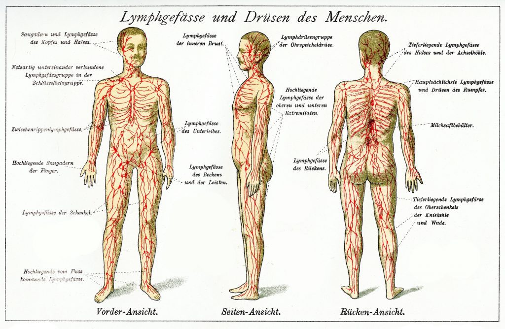 Circulatory & Lymph body map - Tzu Chi Clinic